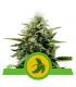 Fat Banana Auto (Royal Queen Seeds)