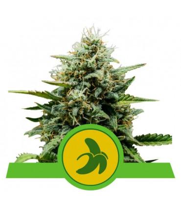 Fat Banana Auto (Royal Queen Seeds)