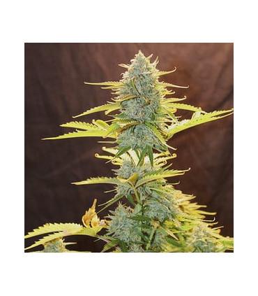 Fat Banana Auto (Royal Queen Seeds)