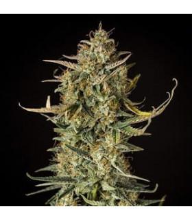 Fat Banana Auto (Royal Queen Seeds)