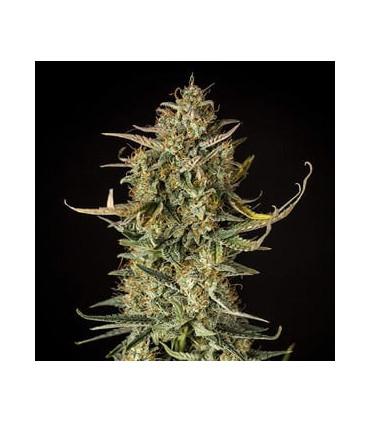Fat Banana Auto (Royal Queen Seeds)