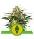 Green Gelato Auto (Royal Queen Seeds)