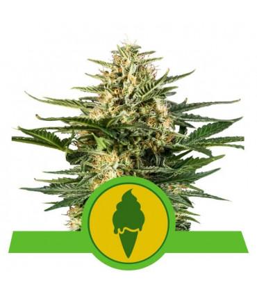 Green Gelato Auto (Royal Queen Seeds)