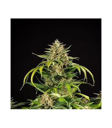 Green Gelato Auto (Royal Queen Seeds)