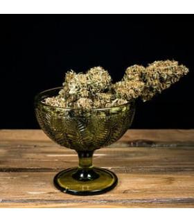 Green Gelato Auto (Royal Queen Seeds)