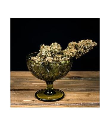 Green Gelato Auto (Royal Queen Seeds)