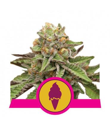 Green Gelato (Royal Queen Seeds)