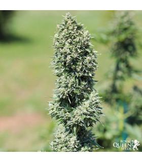 Royal Cookies Auto (Royal Queen Seeds)