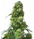 Early Skunk