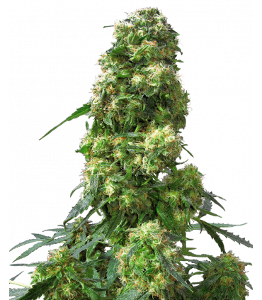 Early Skunk (Sensi Seeds)