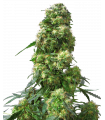 Early Skunk