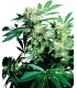 Skunk Kush (Sensi Seeds)