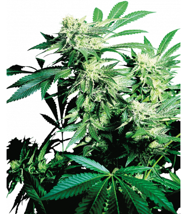 Skunk Kush