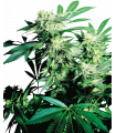Skunk Kush