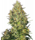 Shiva Skunk