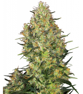 Shiva Skunk