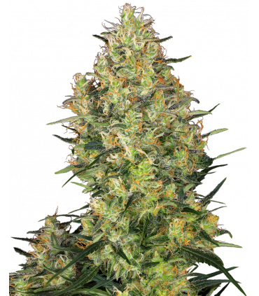 Shiva Skunk (Sensi Seeds)