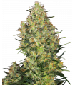 Shiva Skunk