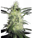 Silver Haze