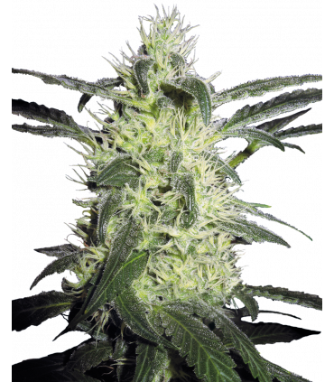 Silver Haze (Sensi Seeds)