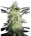 Silver Haze