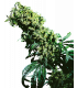 Northern Lights 5 x Haze (Sensi Seeds)
