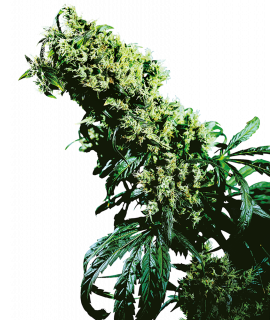 Σπόροι κάνναβης ποικιλία Northern Light 5 X Haze, Sensi Seeds