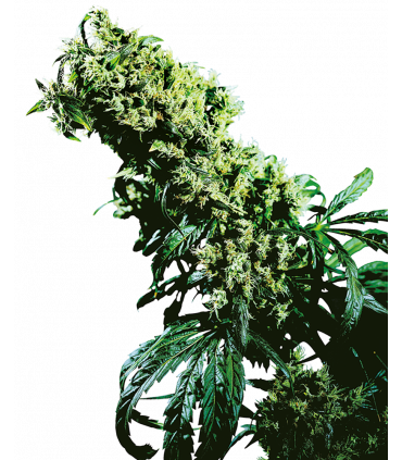 Northern Lights 5 x Haze (Sensi Seeds)