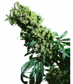 Northern Lights 5 x Haze