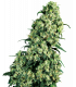 Skunk 1