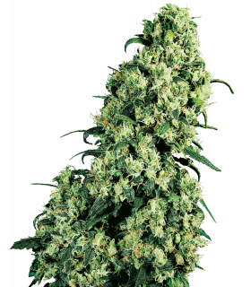 Skunk 1