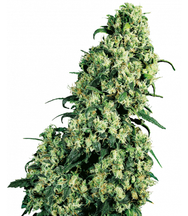 Skunk 1 (Sensi Seeds)