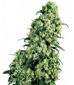 Skunk 1