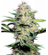 Sensi Skunk Automatic (Sensi Seeds)