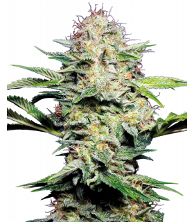 Sensi Skunk Automatic (Sensi Seeds)