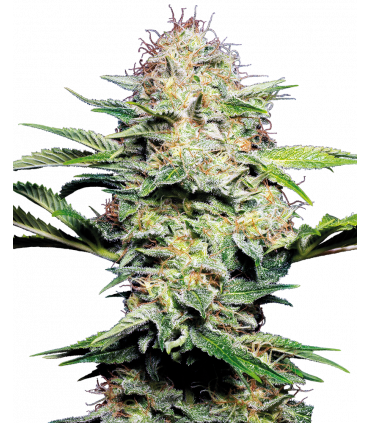 Sensi Skunk Automatic (Sensi Seeds)