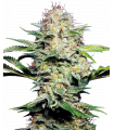 Sensi Skunk Automatic