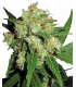 Sensi Skunk (Sensi Seeds)