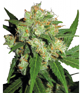 Σπόροι κάνναβης ποικιλία Sensi Skunk, Sensi Seeds
