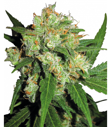 Sensi Skunk (Sensi Seeds)