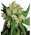Sensi Skunk