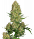 Skunk 1 Automatic