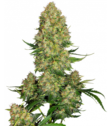Skunk 1 Automatic (Sensi Seeds)
