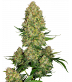 Skunk 1 Automatic