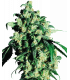Super Skunk (Sensi Seeds)