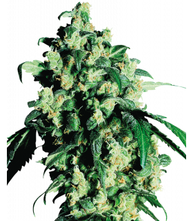 Σπόροι κάνναβης ποικιλία Super Skunk, Sensi Seeds