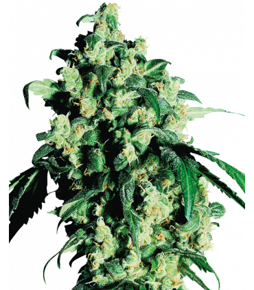 Super Skunk (Sensi Seeds)