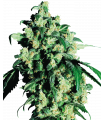 Super Skunk