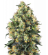 Super Skunk Automatic (Sensi Seeds)