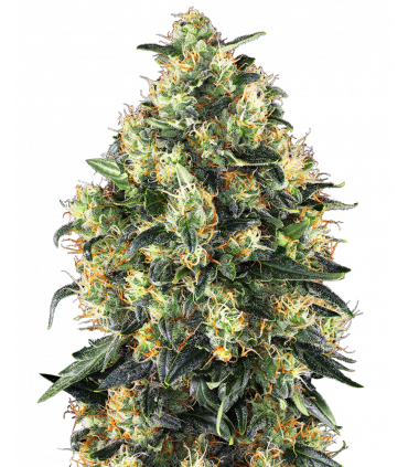 Super Skunk Automatic (Sensi Seeds)